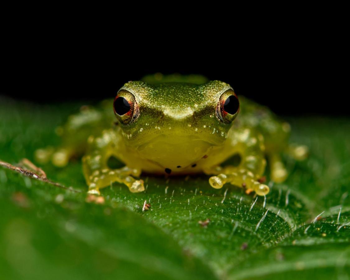 Kuyana Amazon Lodge Archidona エクステリア 写真