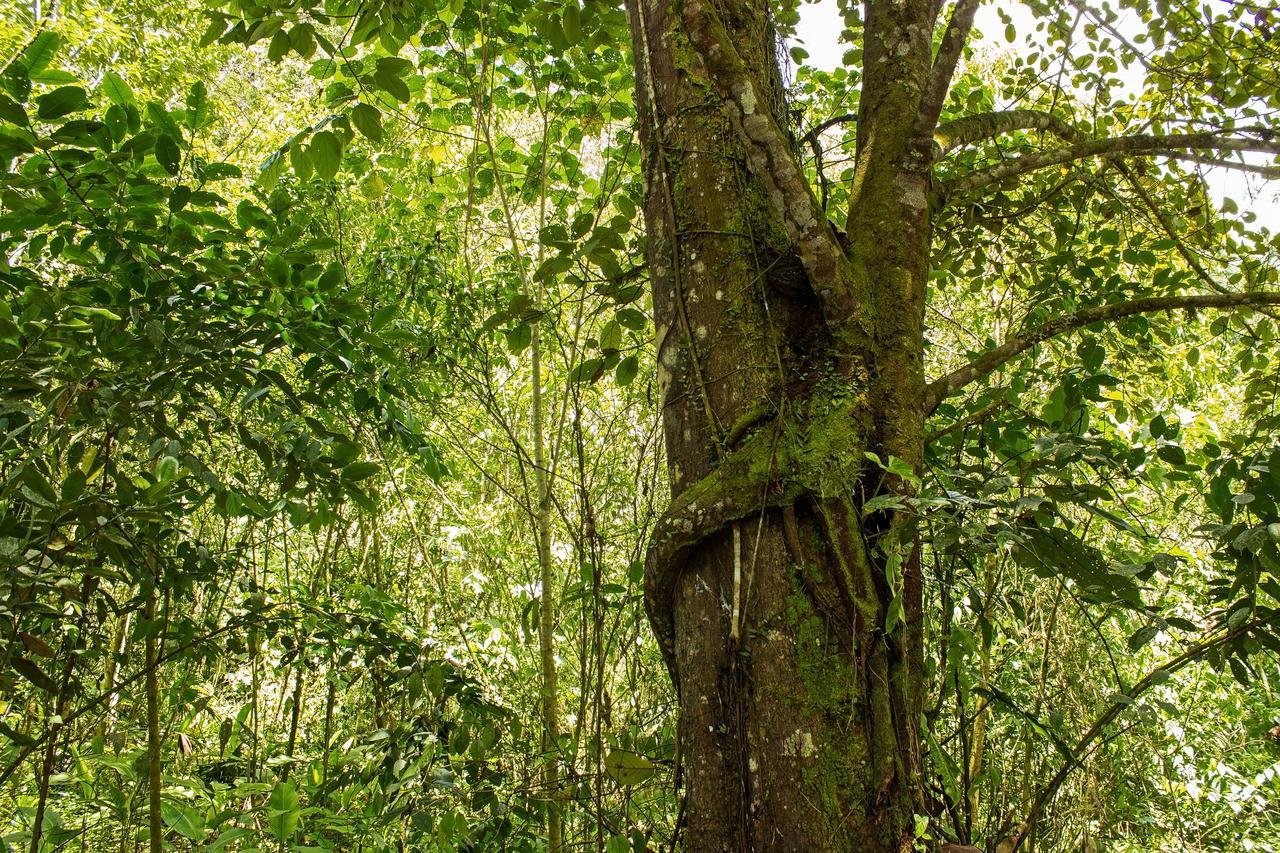 Kuyana Amazon Lodge Archidona 部屋 写真